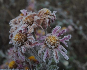 Tuintips voor in de winter